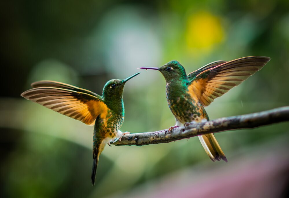 Enjoy family-friendly natural activities, like bird-watching
