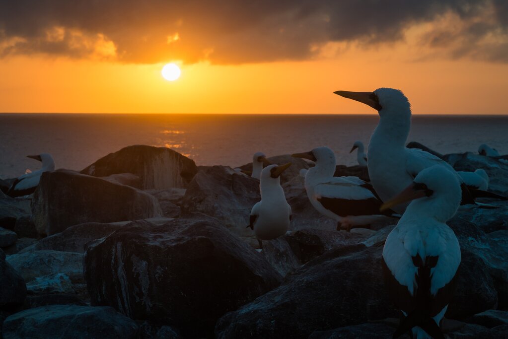 A group of Nazca Boobies on some rocks at sunset near in the Galápagos