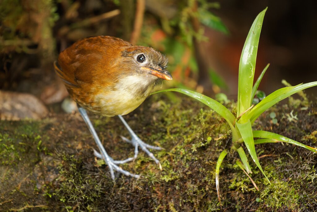 Yellow-breasted Antpitta - Grallaria flavotincta bird in Grallariidae, found in Colombia and Ecuador, natural habitat is subtropical or tropical moist montane forest, brown and pale bird in jungle.