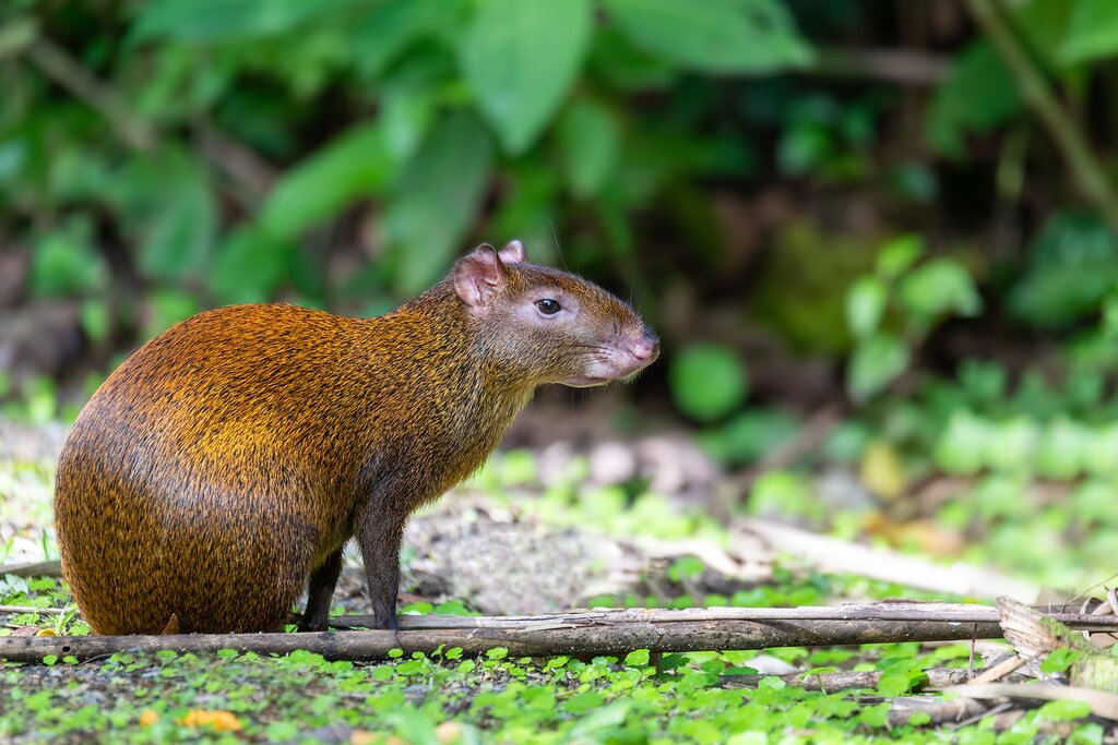 agouti in the forest