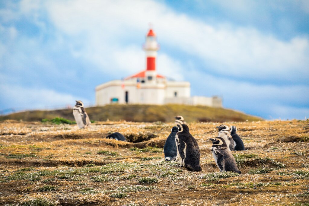 Magellanic Penguin