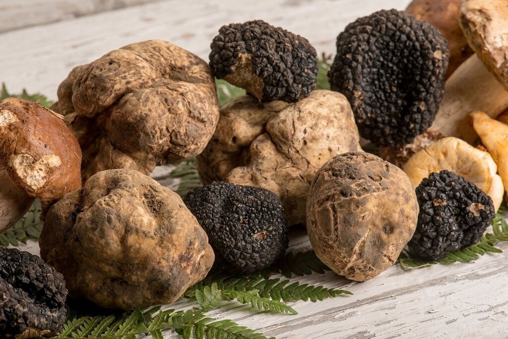 Truffle hunting with lunch and tasting