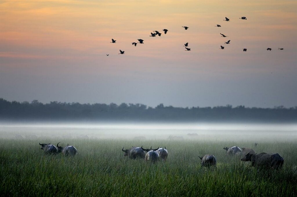 Immerse Yourself in the Wild Bush Luxury of Bamurru Plains