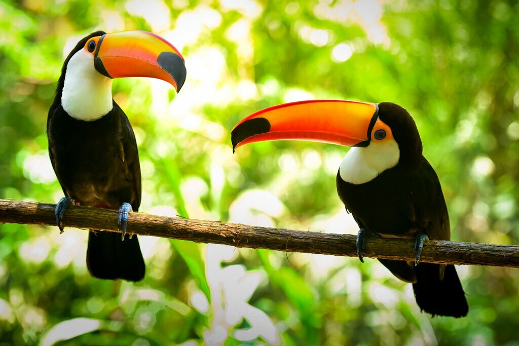 Spot colorful toucans on a wildlife hike