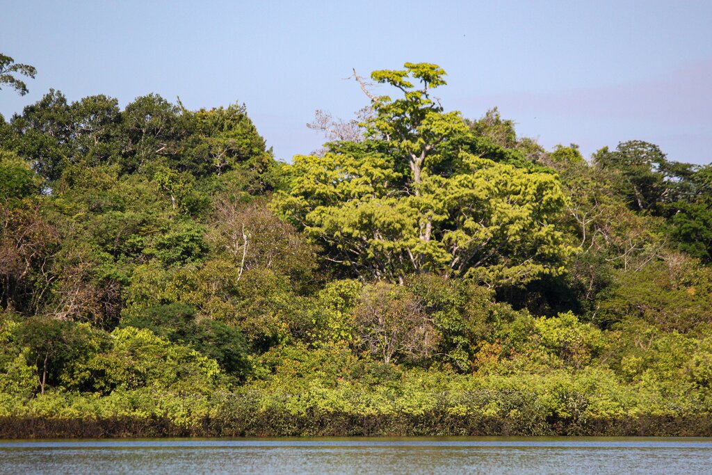 Lush jungle on the Amazon riverbanks