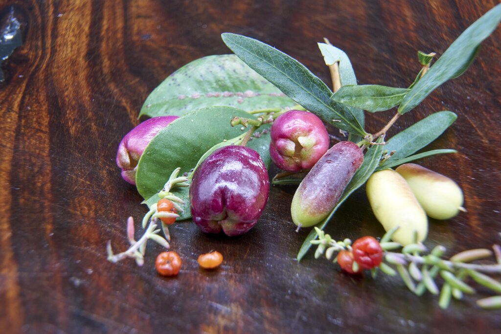 Bush tucker