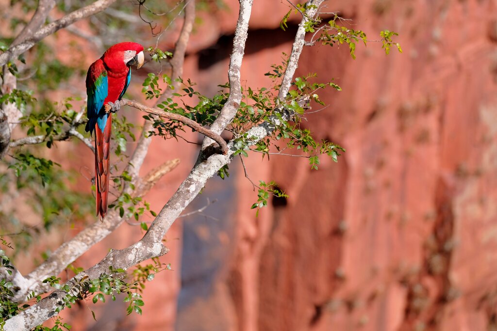 See macaws at Buraco das Araras
