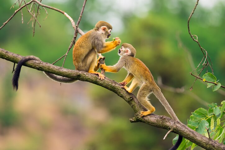 The Yasuní National Park is home to hundreds of bird species
