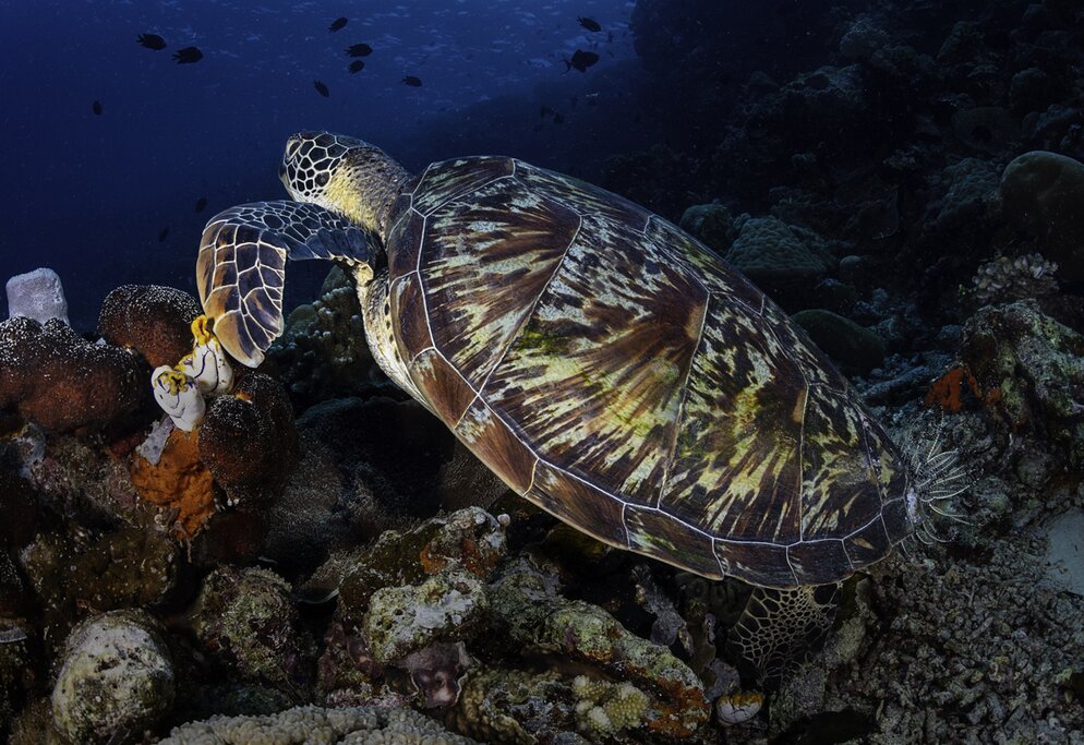 Sea Turtle Bunaken Natural Reserve Indonesia
