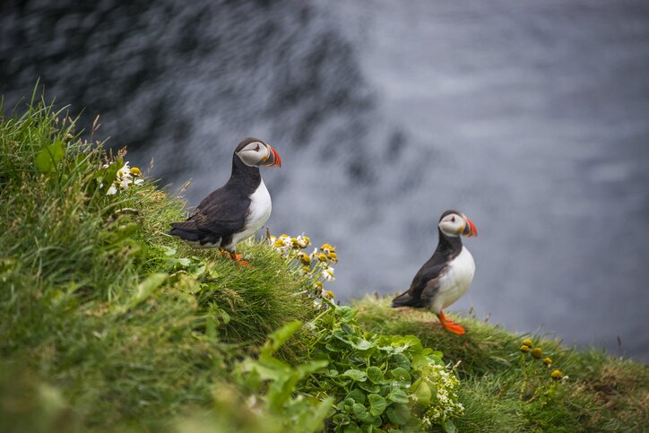 Grimsey Island Puffins