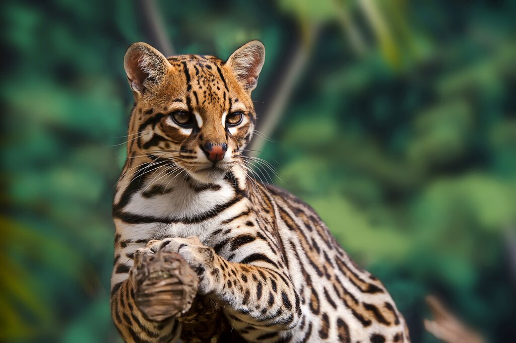 Discovering the Amazon