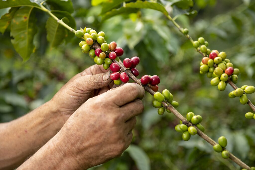 Take a coffee tour and learn from local farmers