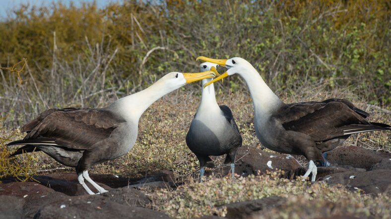 Wildlife Encounter in San Cristobal: Española Island