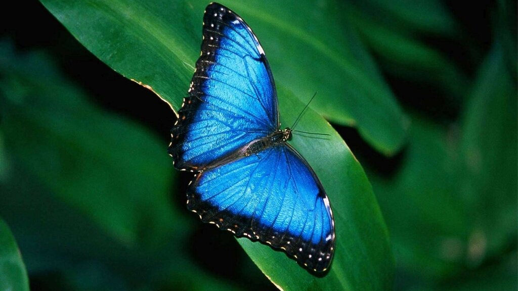 Blue Butterfly