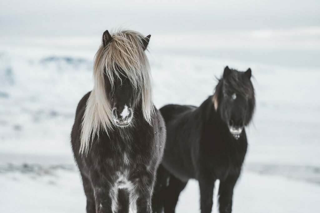 Ride Icelandic horses across winter landscapes