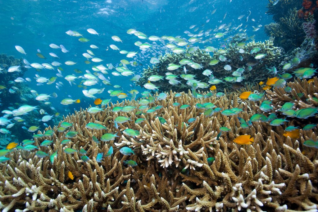Snorkeling in Menjangan
