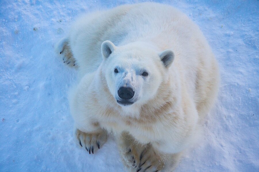 Ranua Wildlife Park Visit