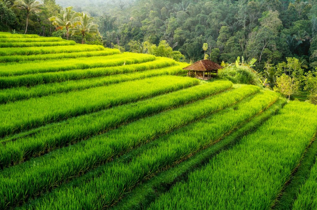 Visit Jatiluwih Rice Terrace