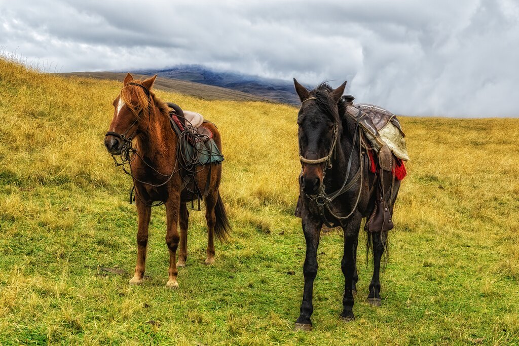 Two saddled horses standing on a hill in the Andes