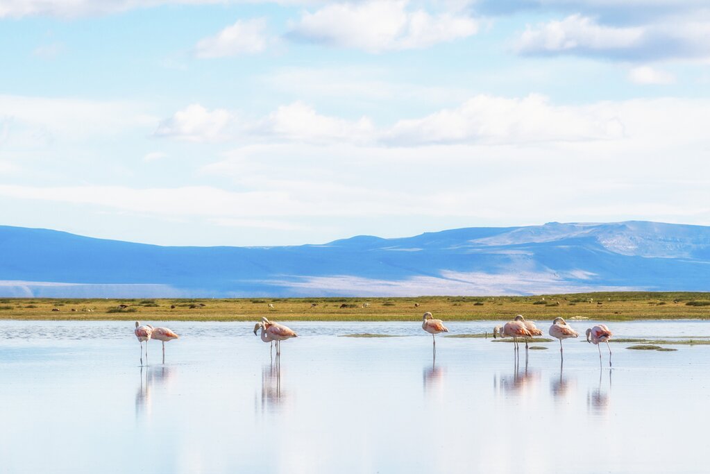 Calafate flamingos