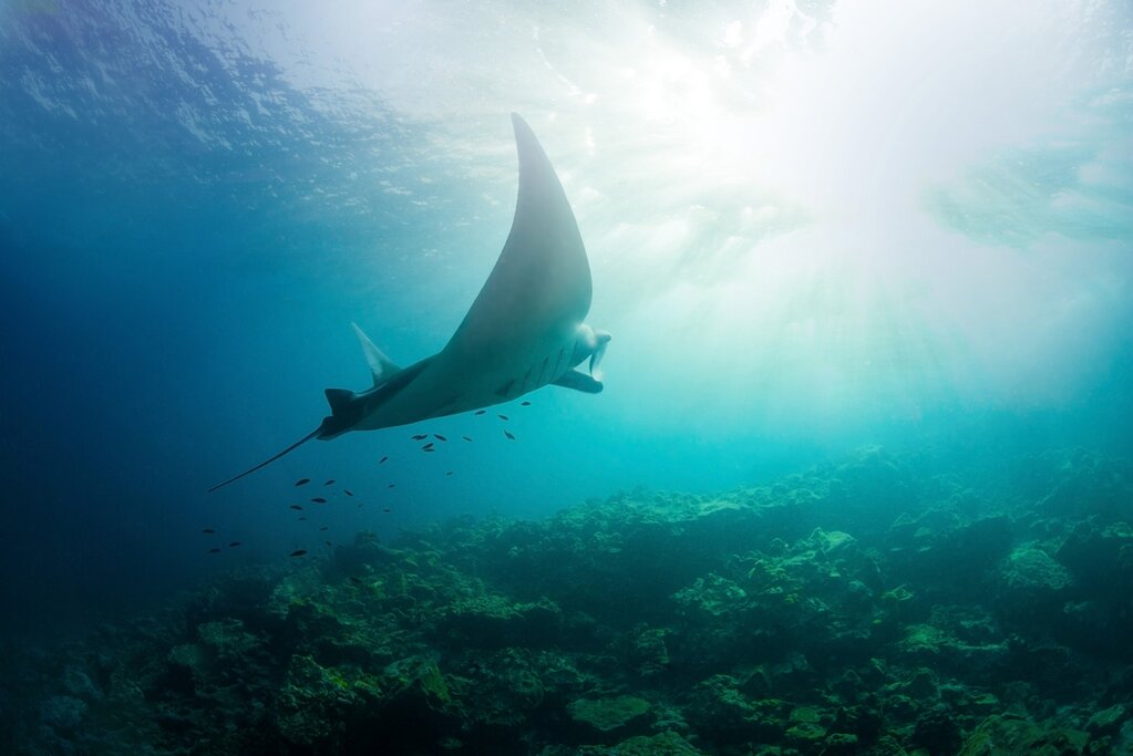 Snorkeling in Manjarite Island