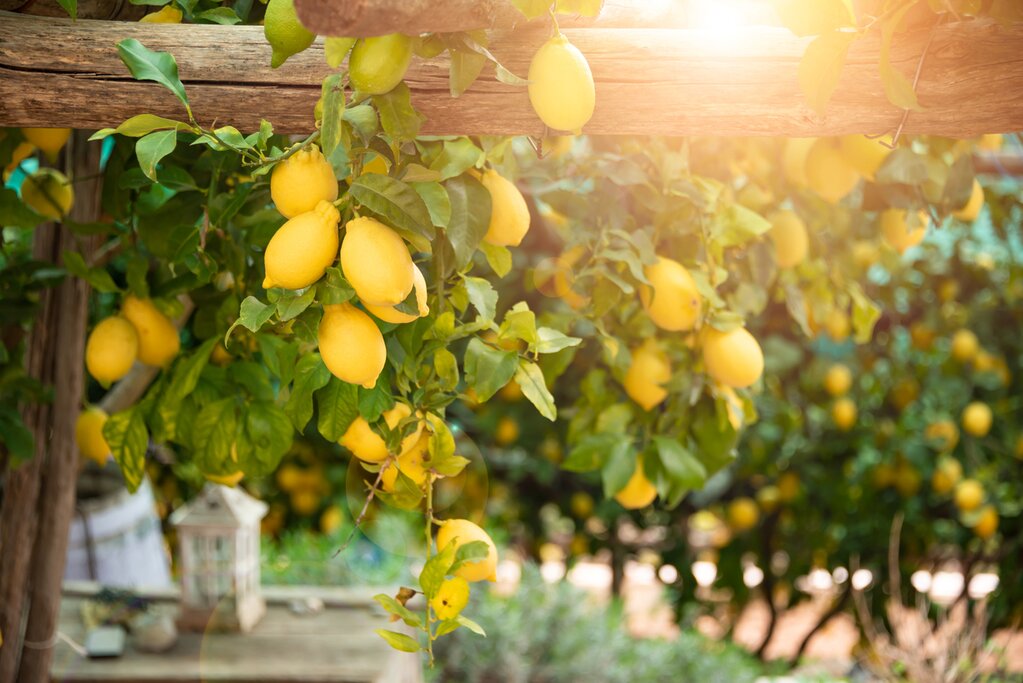 Visit a lemon tree plantation in Sorrento