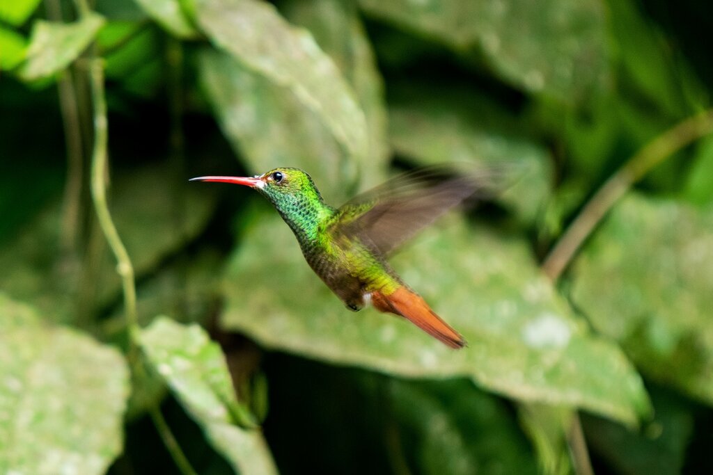 Amazilia Hummingbird, Mindo