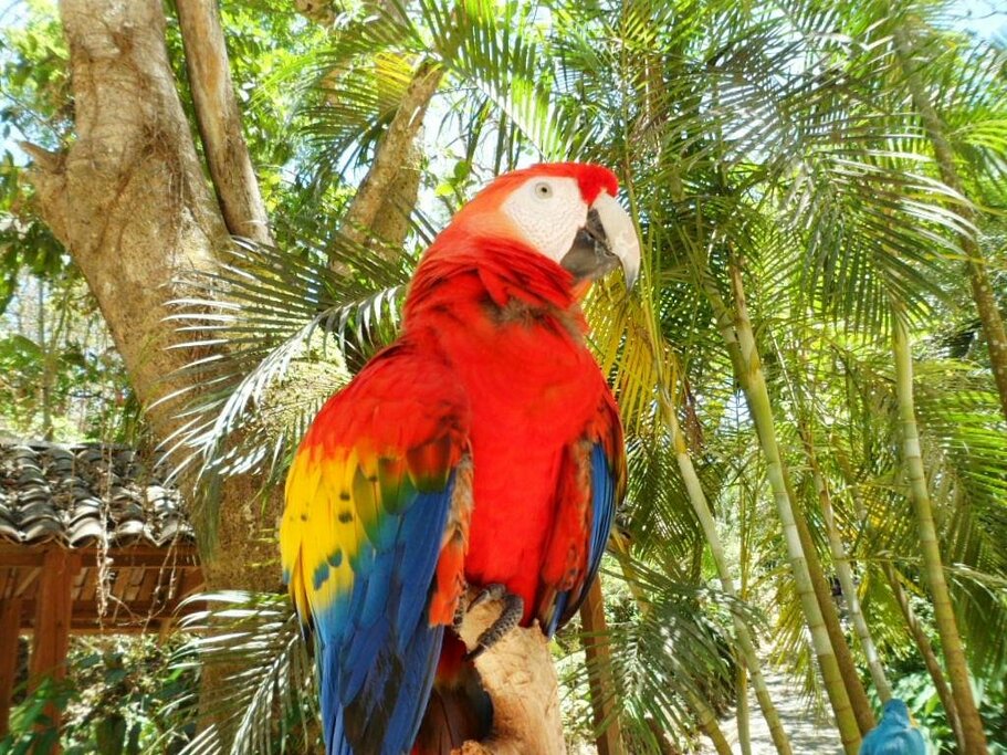 Visit Macaw Mountain