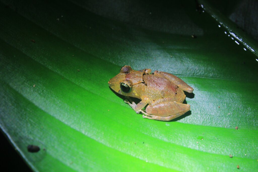 A brown, yellow colored tree frog with black, dark eyes and a line running from his eyes that sits on a bright green leaf