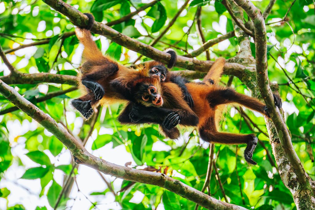 Spot howler, spider, and capuchin monkeys while touring Tortuguero National Park