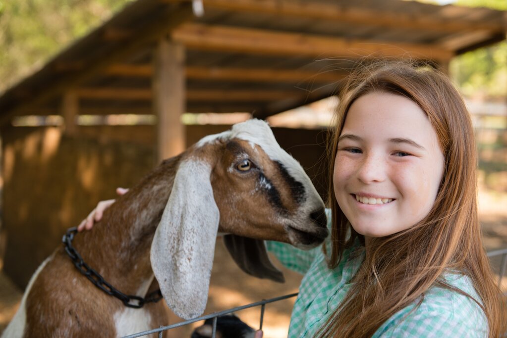 Learn how to make traditional cheese from goat’s milk