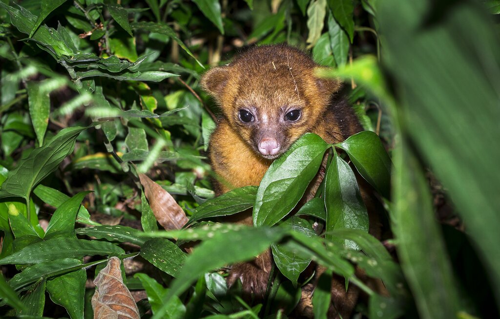 kinkajou in the forest at night