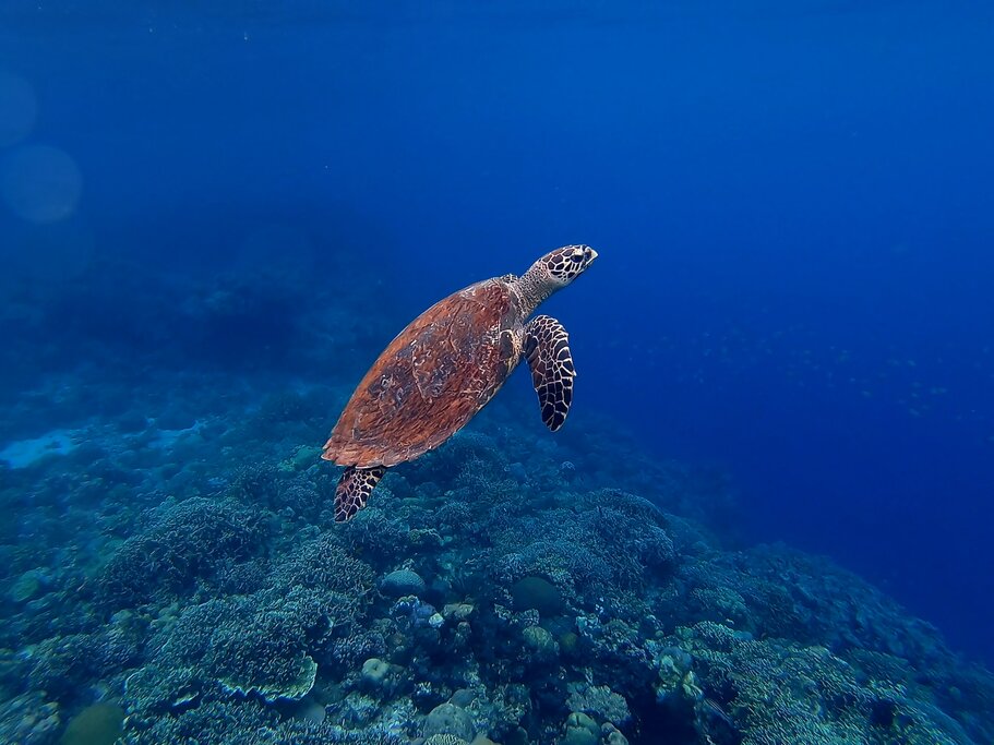 Snorkeling in Kambing Island