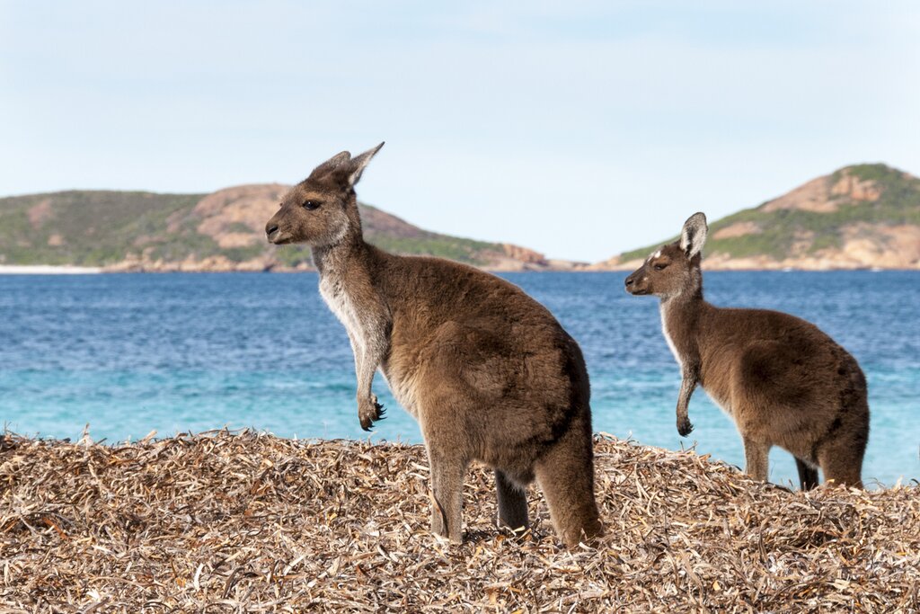 Pebbly Beach