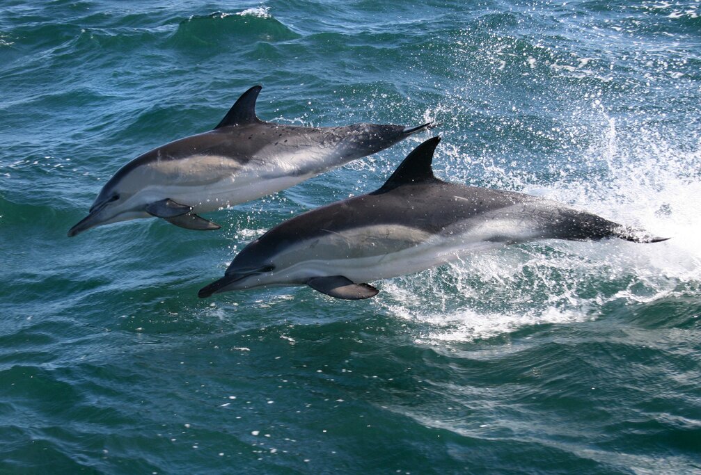 Dolphin sightings are common on this sea safari