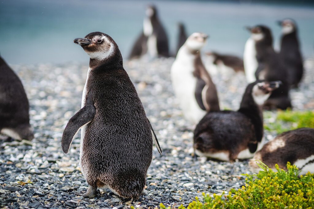 Penguins on Martillo Island in the Beagle Channel