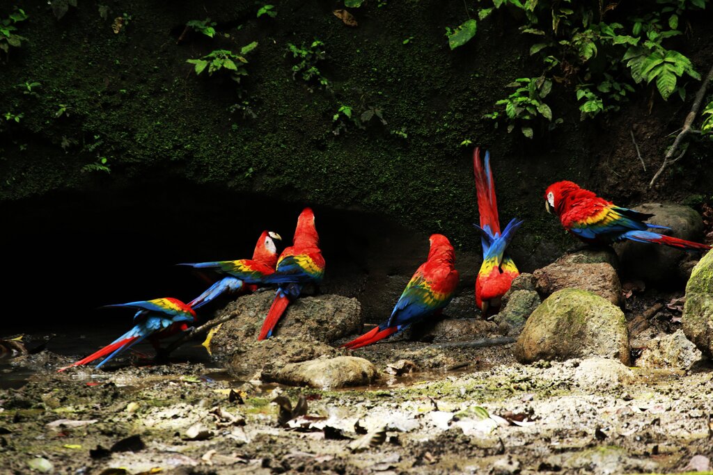 Parrots at a clay-lick