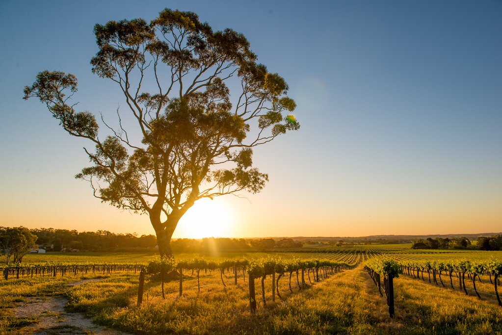 Beautiful vineyards in Barossa Valley at sunset