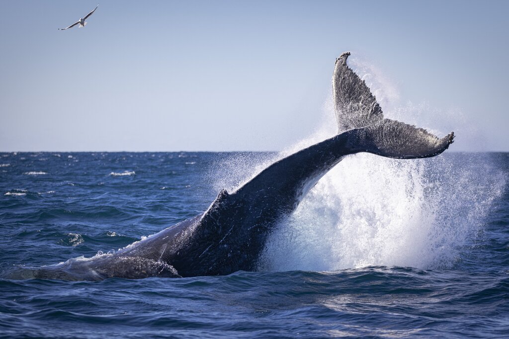 Humpback whale tail throw in Sydney