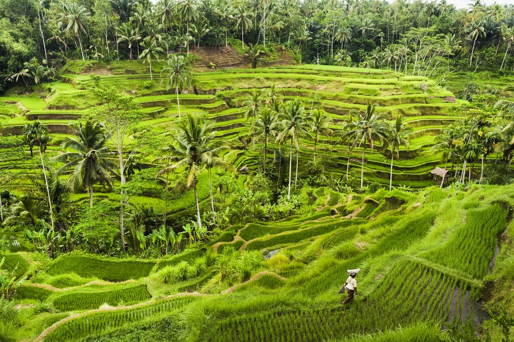 Tegalalang rice terraces