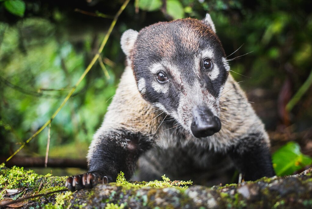 The Costa Rican Coati