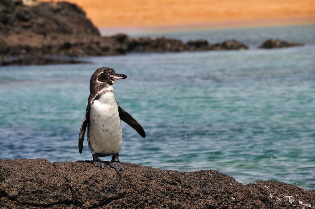 Discover Pinzon Island & La Fé