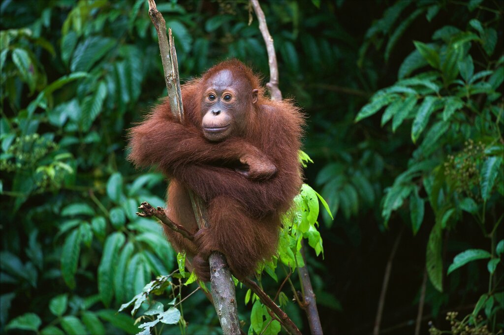 Indonesia, Borneo - Young orangutan contemplating life in a tree in Borneo