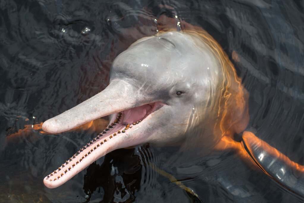 Pink river dolphin in the Amazon