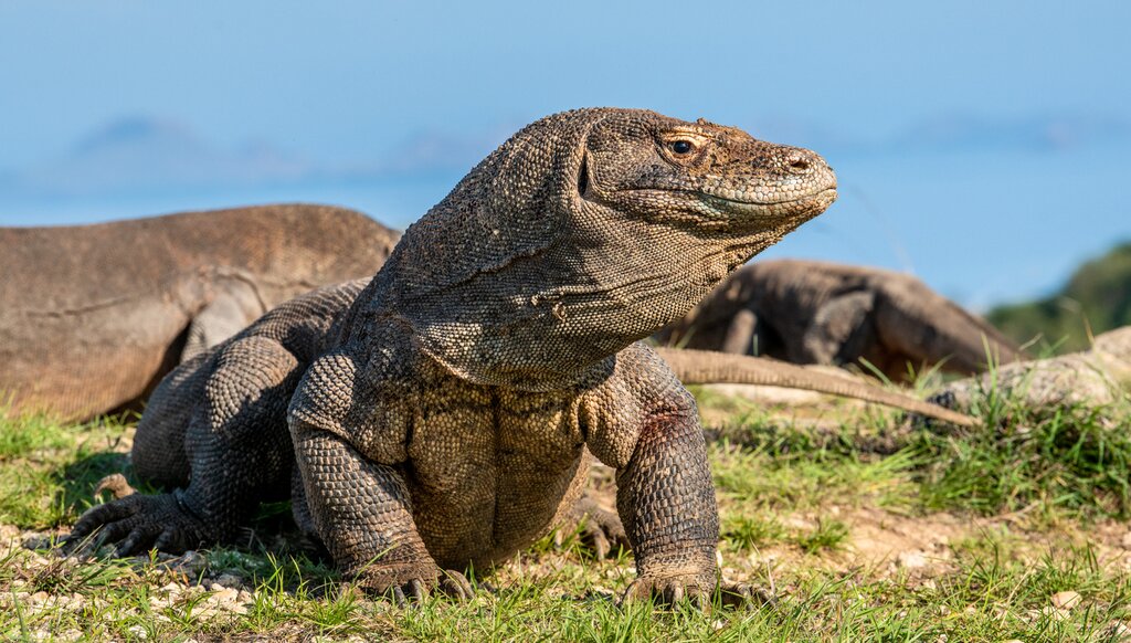 Komodo Dragons