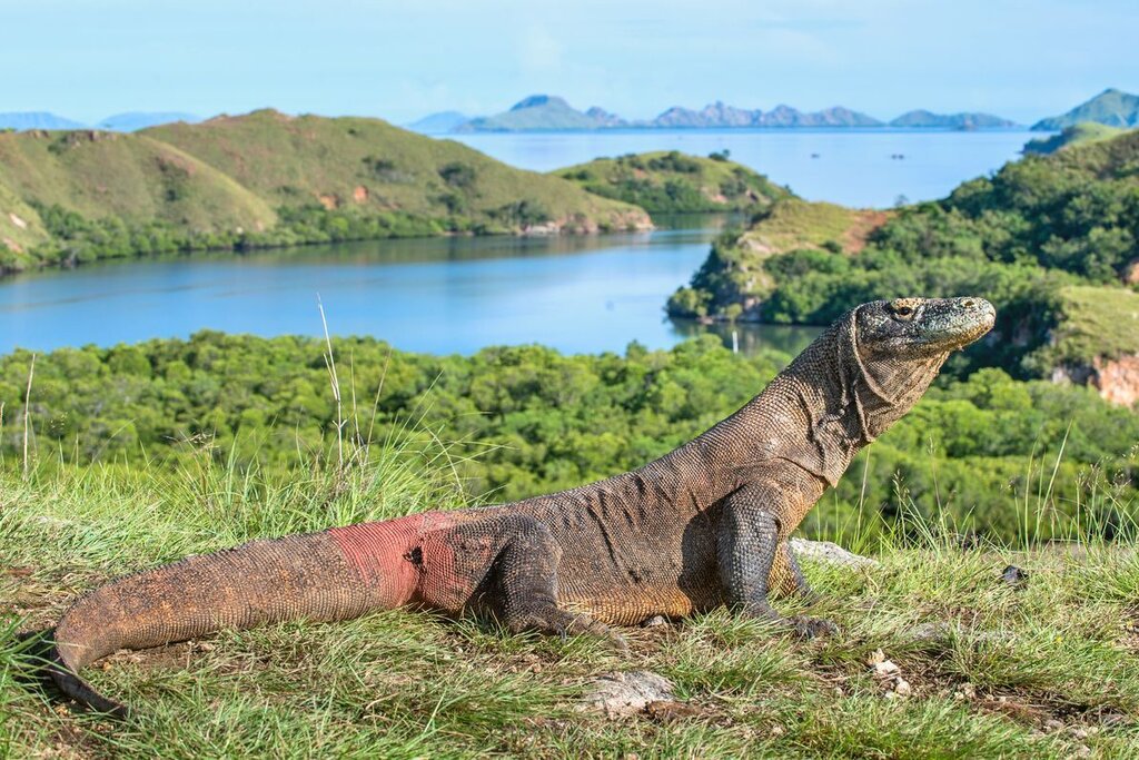 Komodo Dragon