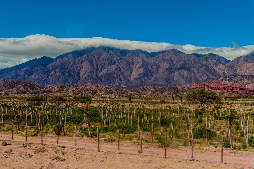 Vineyard in Cafayate with mountains in the background