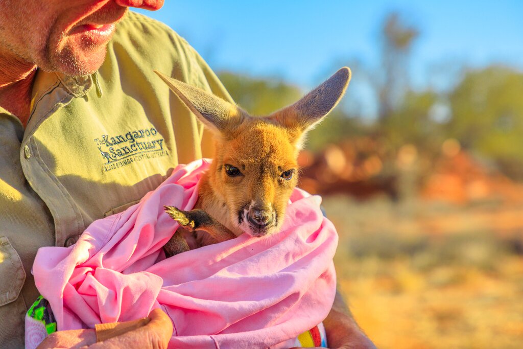 Kangaroo Sanctuary sunset tour
