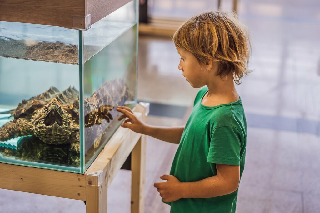 Discover the reptiles at Quito's Vivarium