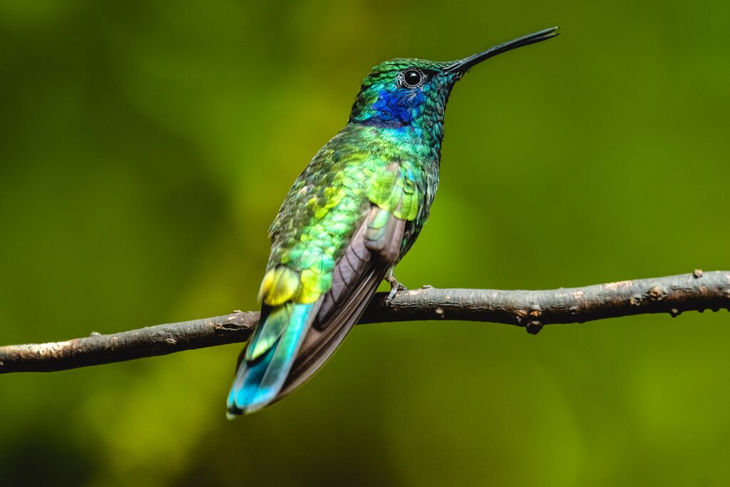 See beautiful hummingbirds on today's hike
